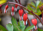 Bleeding Heart Photo Greeting Card