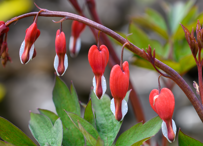 Bleeding Heart Photo Greeting Card