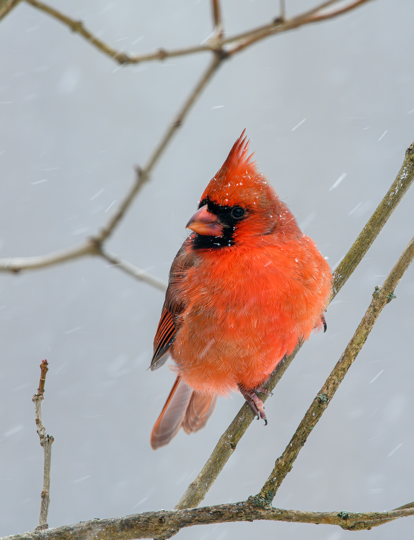 Cardinal greeting card