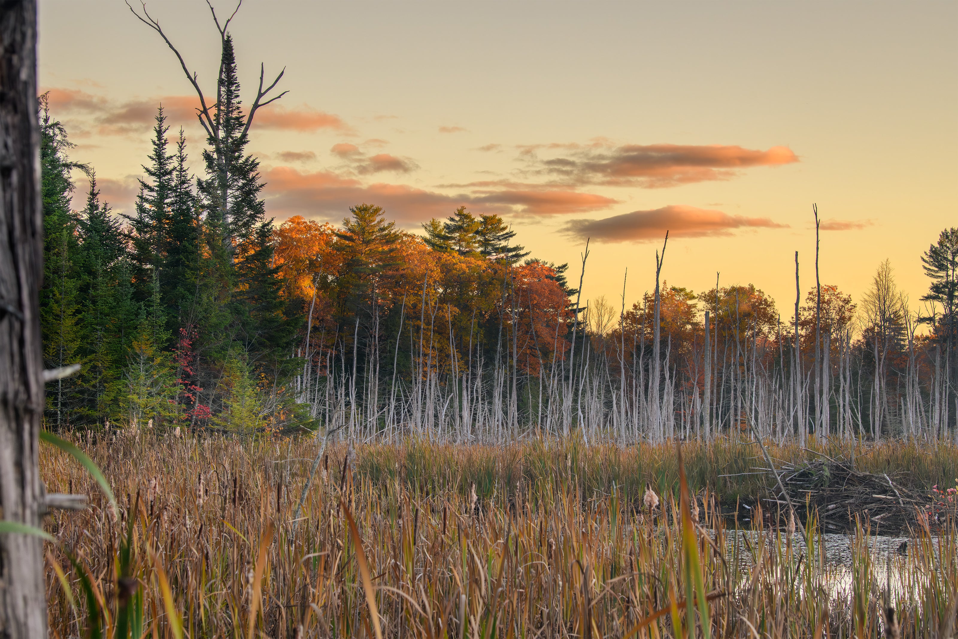 Davidson Nature Preserve