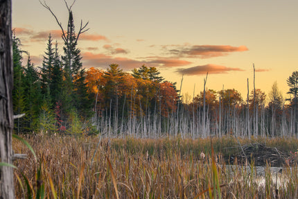 Davidson Nature Preserve