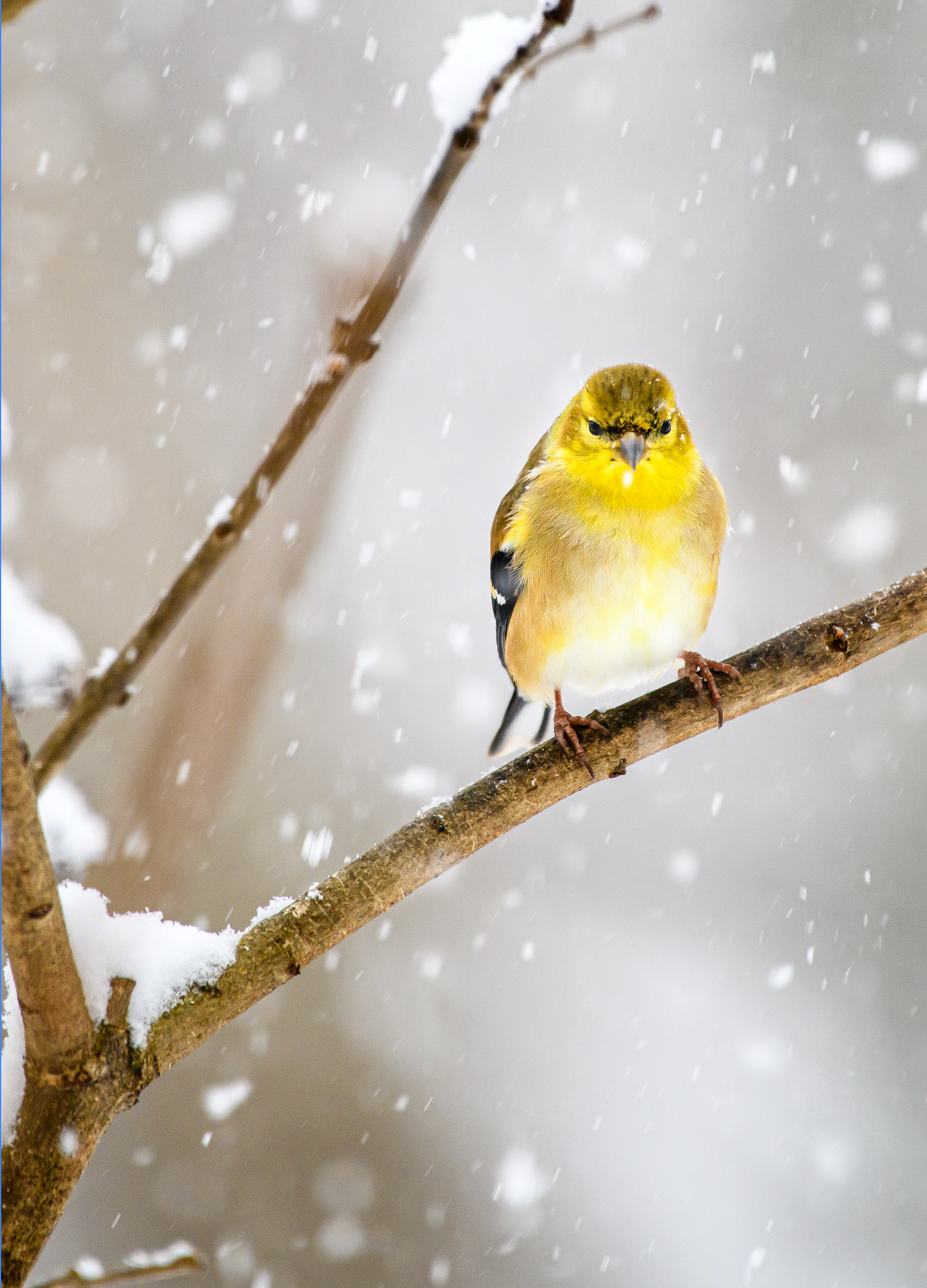 Gold Finch Photo Greeting card