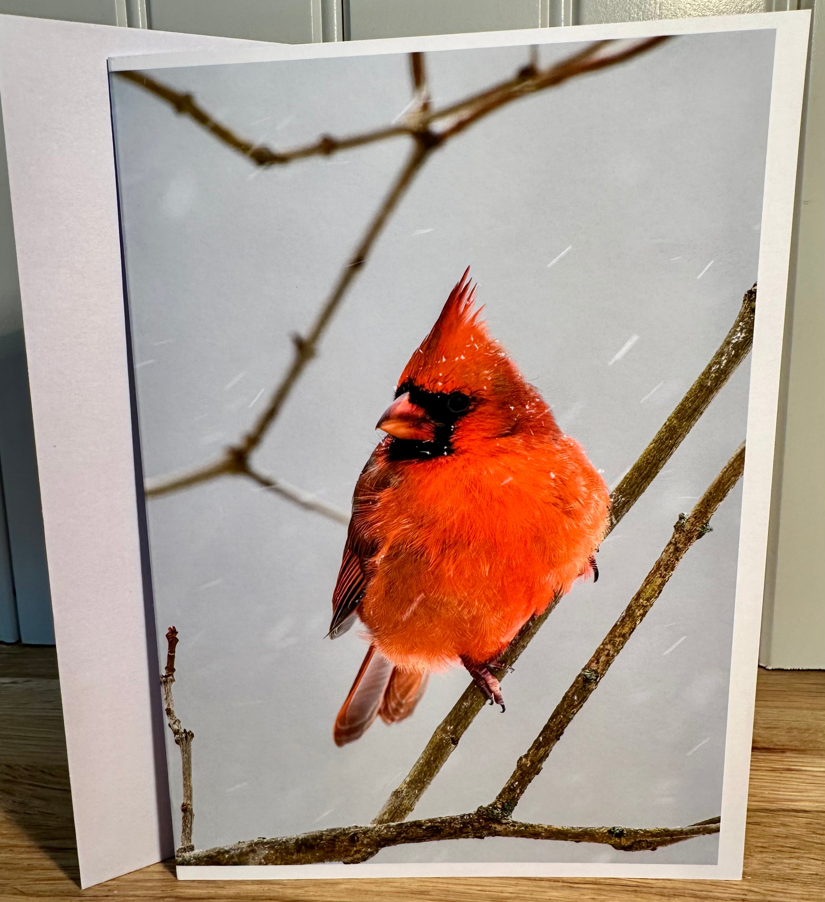Cardinal greeting card