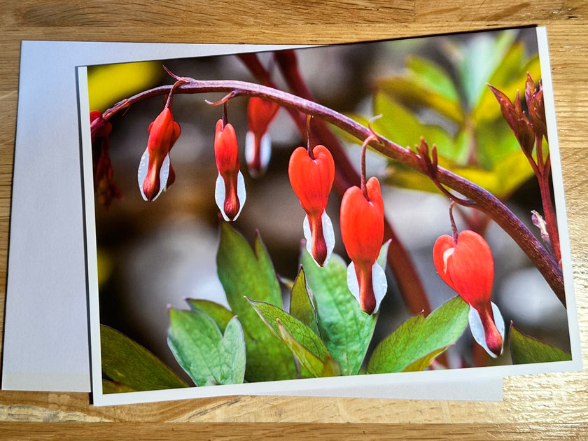 Bleeding Heart Photo Greeting Card
