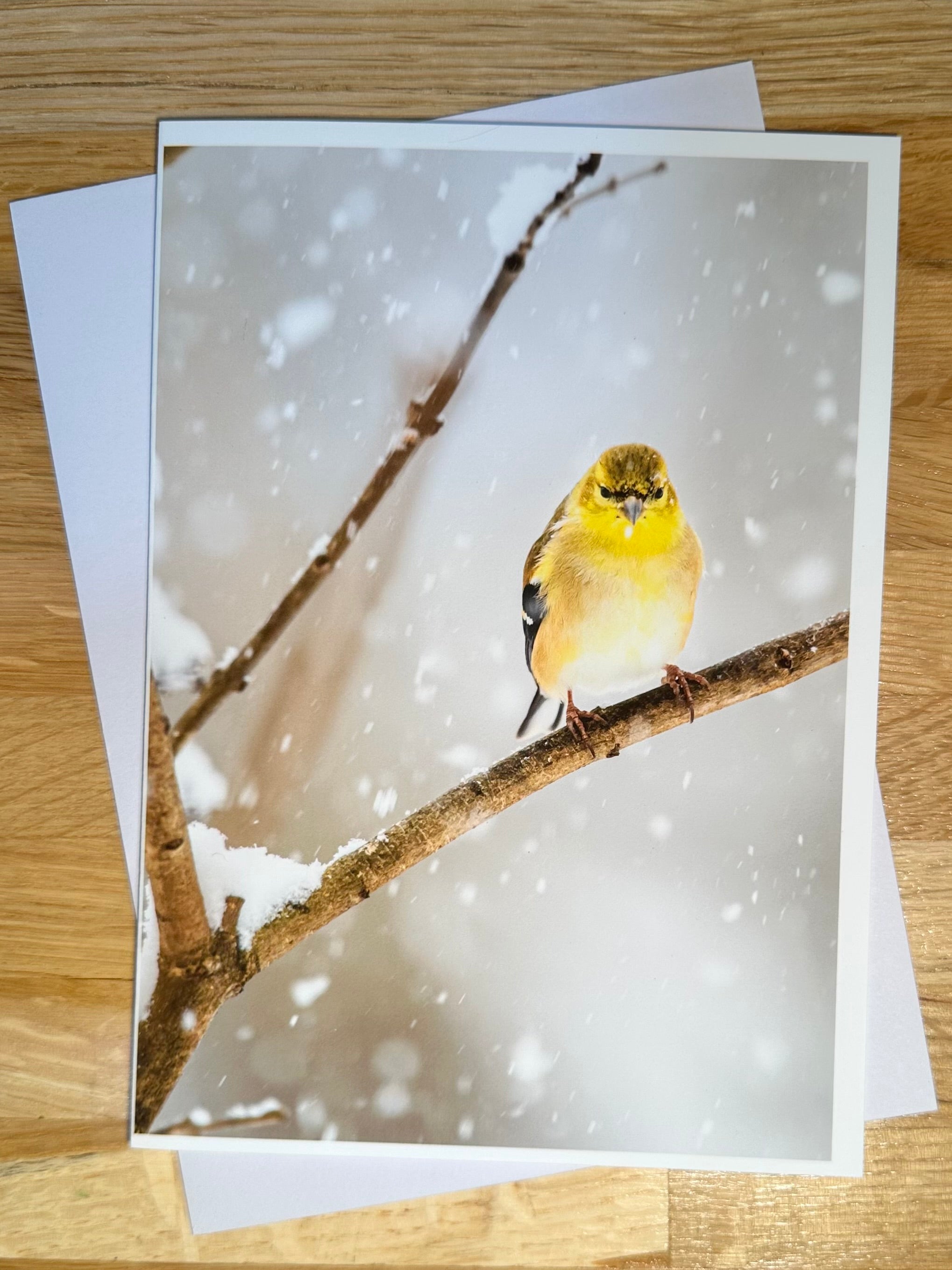 Gold Finch Photo Greeting card