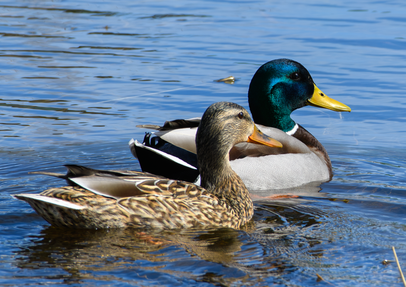Mallard Ducks Photo Greeting Card