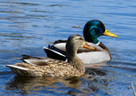 Mallard Ducks Photo Greeting Card